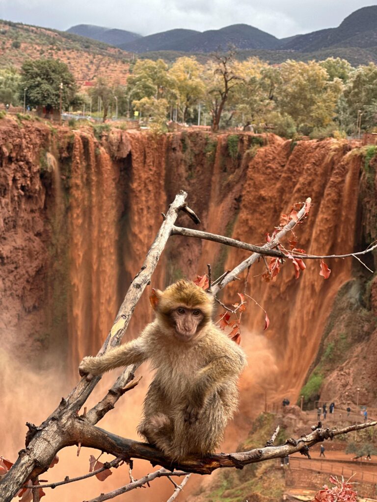 Barbary macaque perched above the stunning Ouzoud Waterfalls in Morocco.