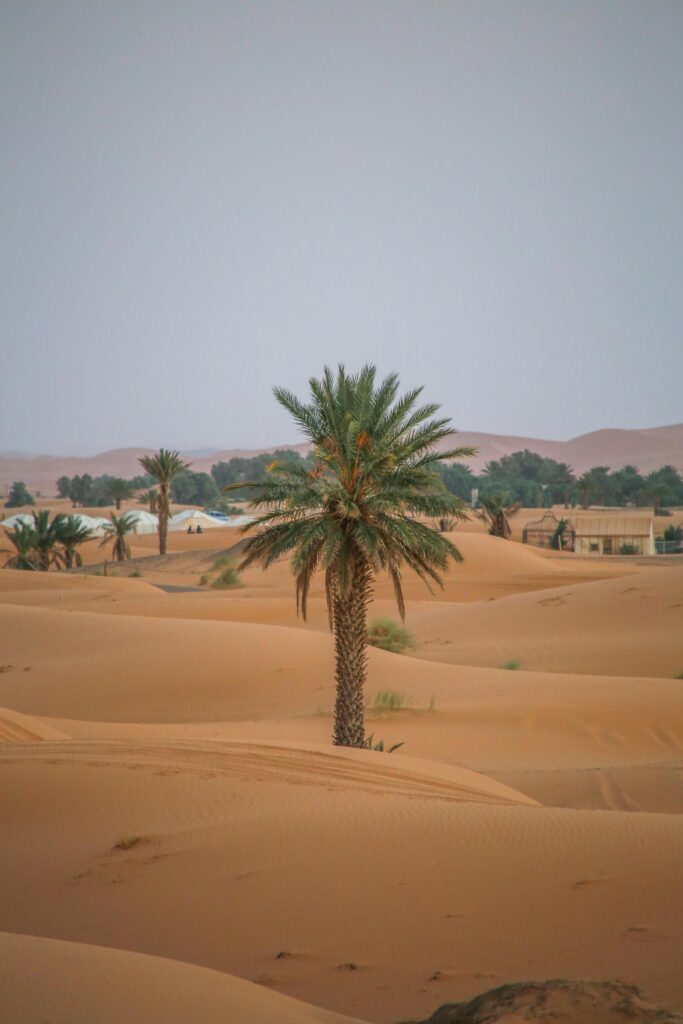 Serene view of a solitary palm tree amid the dunes of Erg Chebbi, Morocco.