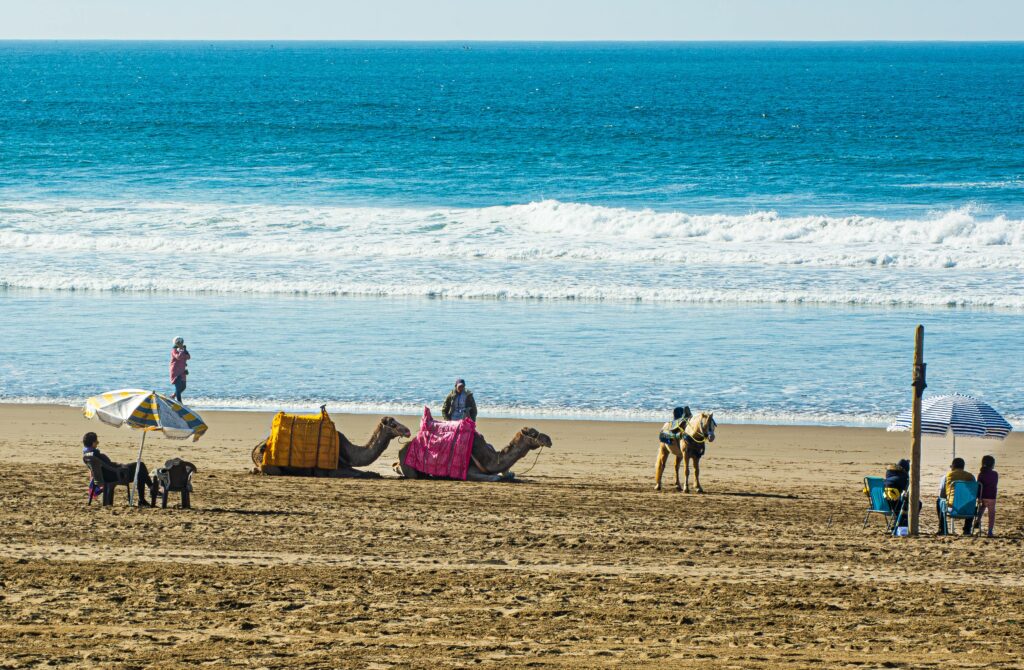 Camels with riders by the sea on a sunny beach day, featuring umbrellas and people.