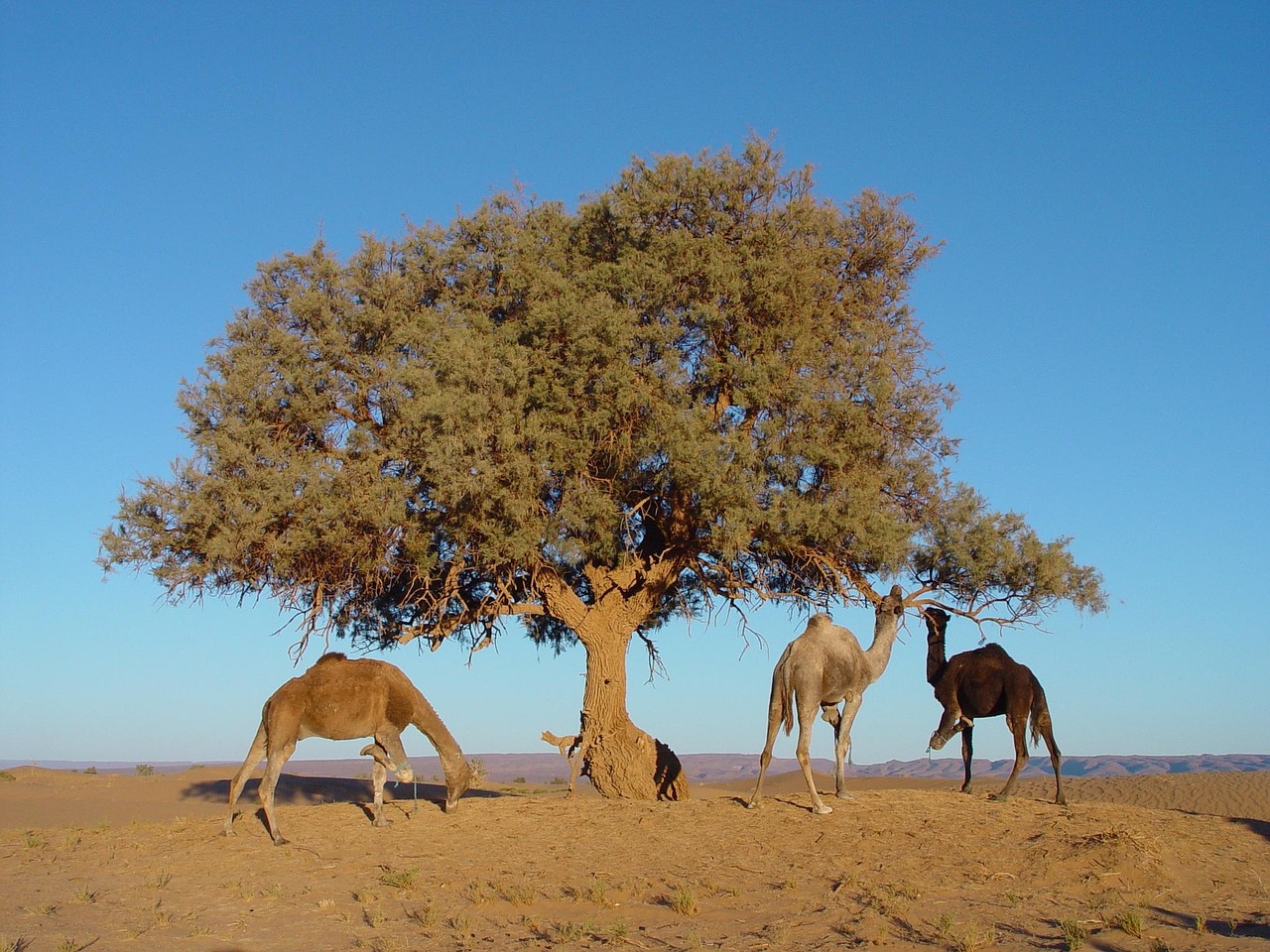 morocco, tree, camel, nature, animal, hump, africa, landscape, sand, dromedary, wildlife, desert, morocco, morocco, morocco, morocco, morocco, camel, camel, camel, camel, camel, africa